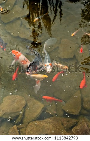 large and small fish together in the reservoir. clean and clear water.