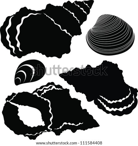 collection of sea shells vector isolated on white background
