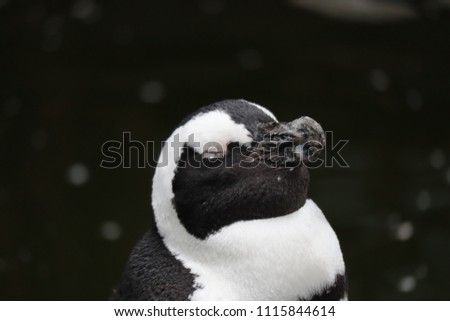 Sleepy face penguin