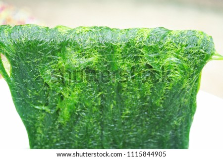 Fresh green spirogyra , fresh  water algae