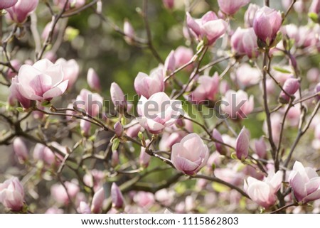 Blossoming of pink magnolia flowers in spring time, floral background