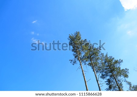 Bottom view of three pine trees on blue sky background
