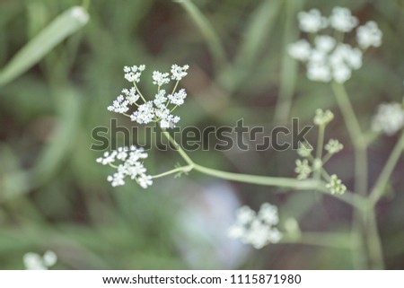 White wild flowers field background. Nature in summer. Achillea Millefolium, White Yarrow, Common Yarrow. Summer floral texture. Belarus.