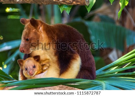 Beautiful Tree Kangaroo with her baby in the pouch .
