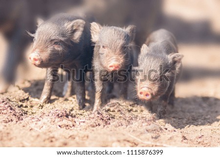 three little pigs. Three small and lovely vignettes. black color. lovely piglets with pink patches