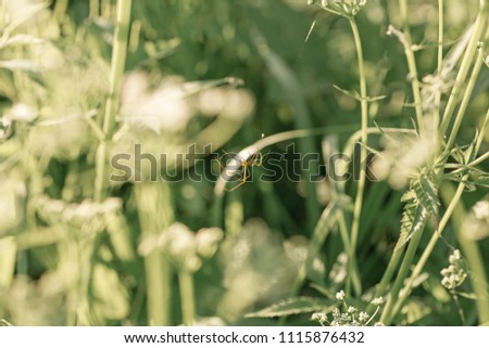 Little spider seats in the spiderweb between white wild flowers. White wild flowers field background. Nature in summer. Achillea Millefolium, White Yarrow. Summer floral texture. Belarus