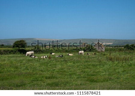 herd of cows in meadow in sunny landscape and rural views braunton, devon, north, british, united, kingdom