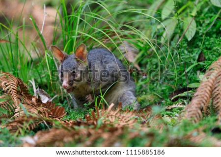 Possum New Zealand