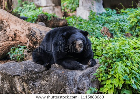 Beautiful asian black bear in the zoo. A Big black bear is laying on a rock.