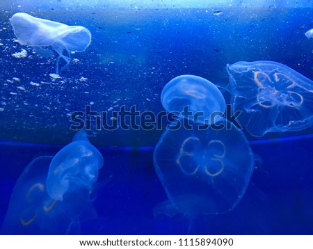 jellyfish in blue water 