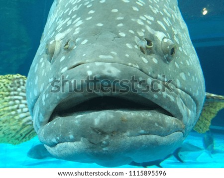  A goliath grouper swims