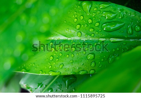 Rain water or water droplets falling on the background of green leaves