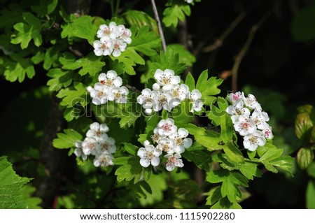 close-up of white blossoms of a single-seeded common hawthorn growing at forest edge Royalty-Free Stock Photo #1115902280