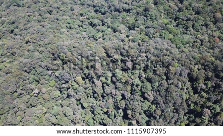 Rainforest aerial photo 