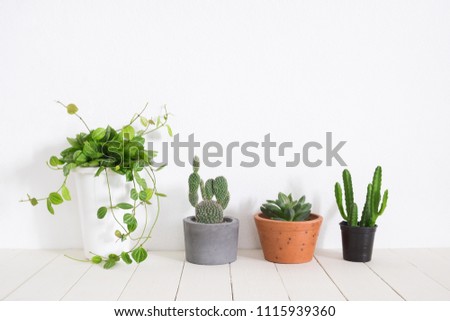 Cactus and ivy plant on table. Houseplant with home decoration
