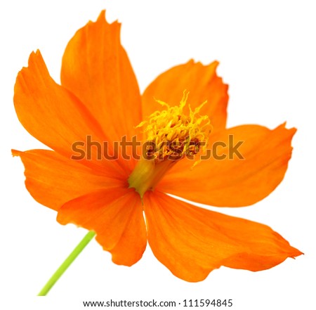 Cosmos flower over white background