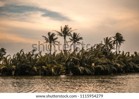 Palms near clear water on the side of the river. 
