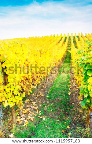 Wine route of Alsace