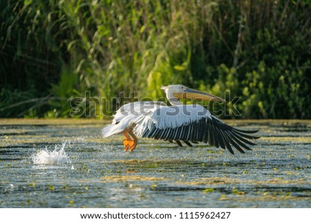The Great White Pelican (Pelecanidae) flying in the Danube Delta, Romania