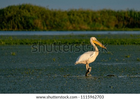 The Great White Pelican  in the Danube Delta