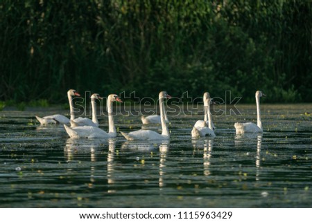 Swan colony in Danube Delta, Romania