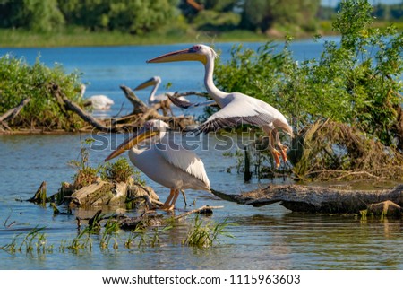 The Great White Pelican (Pelecanidae) flying in the Danube Delta, Romania