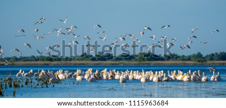 Birdwatching in Danube Delta. The Great White Pelican colony at Fortuna Lake panoramic view
