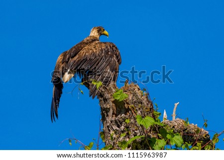 White tailed eagle (Haliaeetus albicilla), the biggest eagle in the Danube Delta