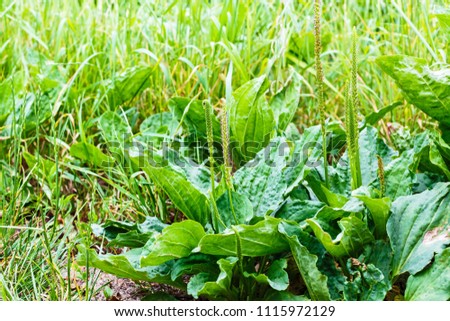 Plantain flowering plant on sandy soil. Plantago major (broadleaf plantain, white man's foot or greater plantain)