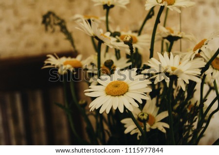 camomile flowers bouquet photo