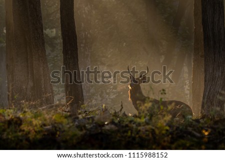 Sun rays falling on Sambar  Deer picture is taken at Kabini in India.