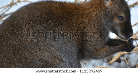 A wallaby is any animal belonging to the family Macropodidae that is smaller than a kangaroo and hasn't been designated otherwise.
