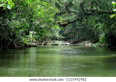 Beautiful tropical rainforest and stream in deep forest, Khao Yai National Park, Thailand