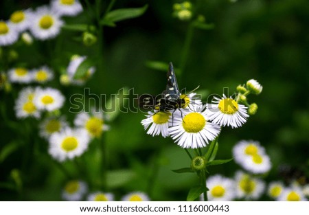 Little butterly on white flower