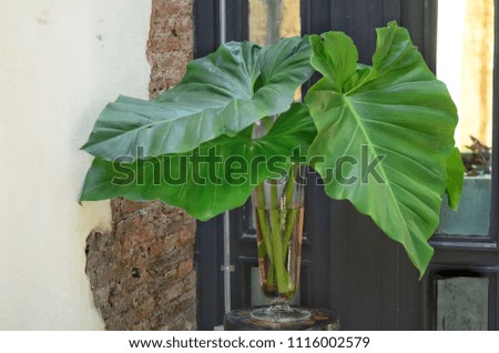 Plant in room