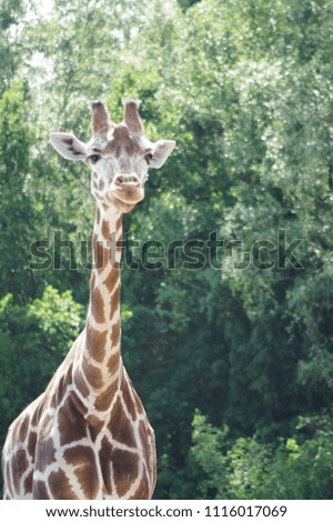 Cute young giraffe