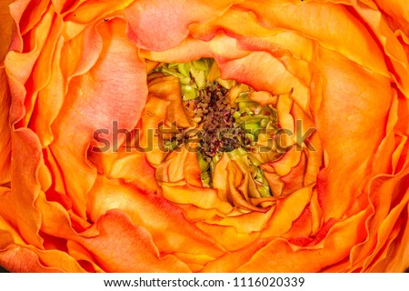 Abstract floral flower with center of green, yellow and orange poppy flower. Summer blooming flowers some of the most spectacular color of the entire year.