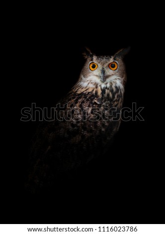 Owl standing in the dark night black background