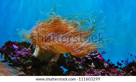 Soft Coral, French Grunts, and Ocean Algae swimming over a coral head