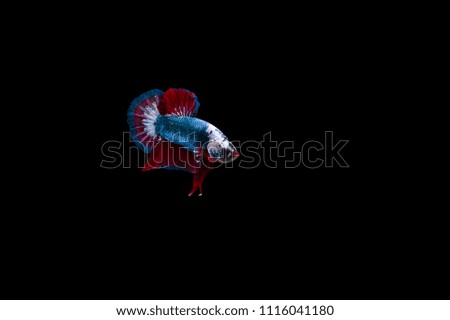 Siamese Fighting Fish isolated on black bacground Thai's betta is one of the most beautiful fish for tanks and aquariums, clarity and lighting are adjusted on post processing