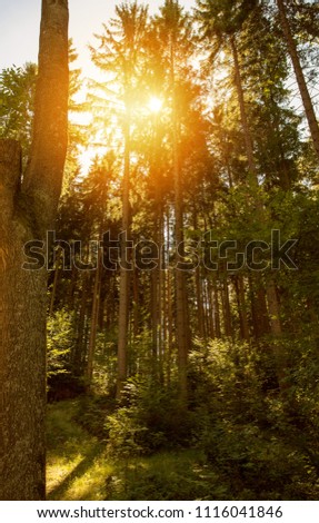 Woods Forest Nature Scene with Sunflare