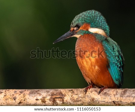 Beautiful Common Kingfisher 