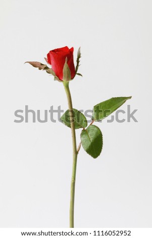 One red rose flower with leave, isolated on white background