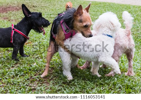 Dogs humping at park on sunny day Royalty-Free Stock Photo #1116053141