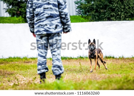 Military german shepherd ready-to-go
