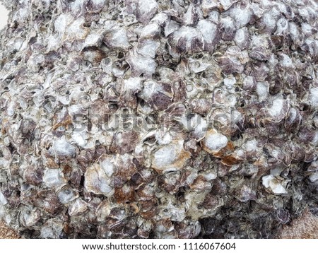 Many shells are arranged together to create a beautiful background.