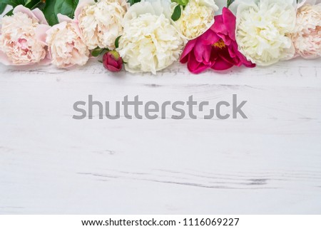 Colorful peonies border on white wooden background. Copy space, top view. Birthday, wedding, Valentines Day, Mothers Day concepts.