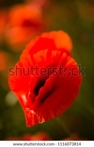 Field of red poppy flowers under the sun in italy.