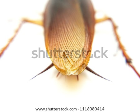 Selective focus of cockroach isolated on white background, super macro shot
