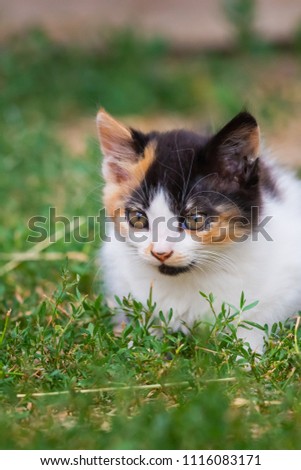 Colorful little kitten in the grass